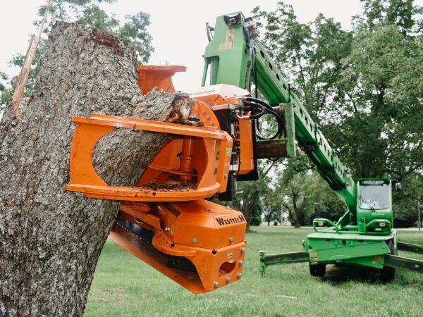 The Importance of Professional Tree Removal for Property Health