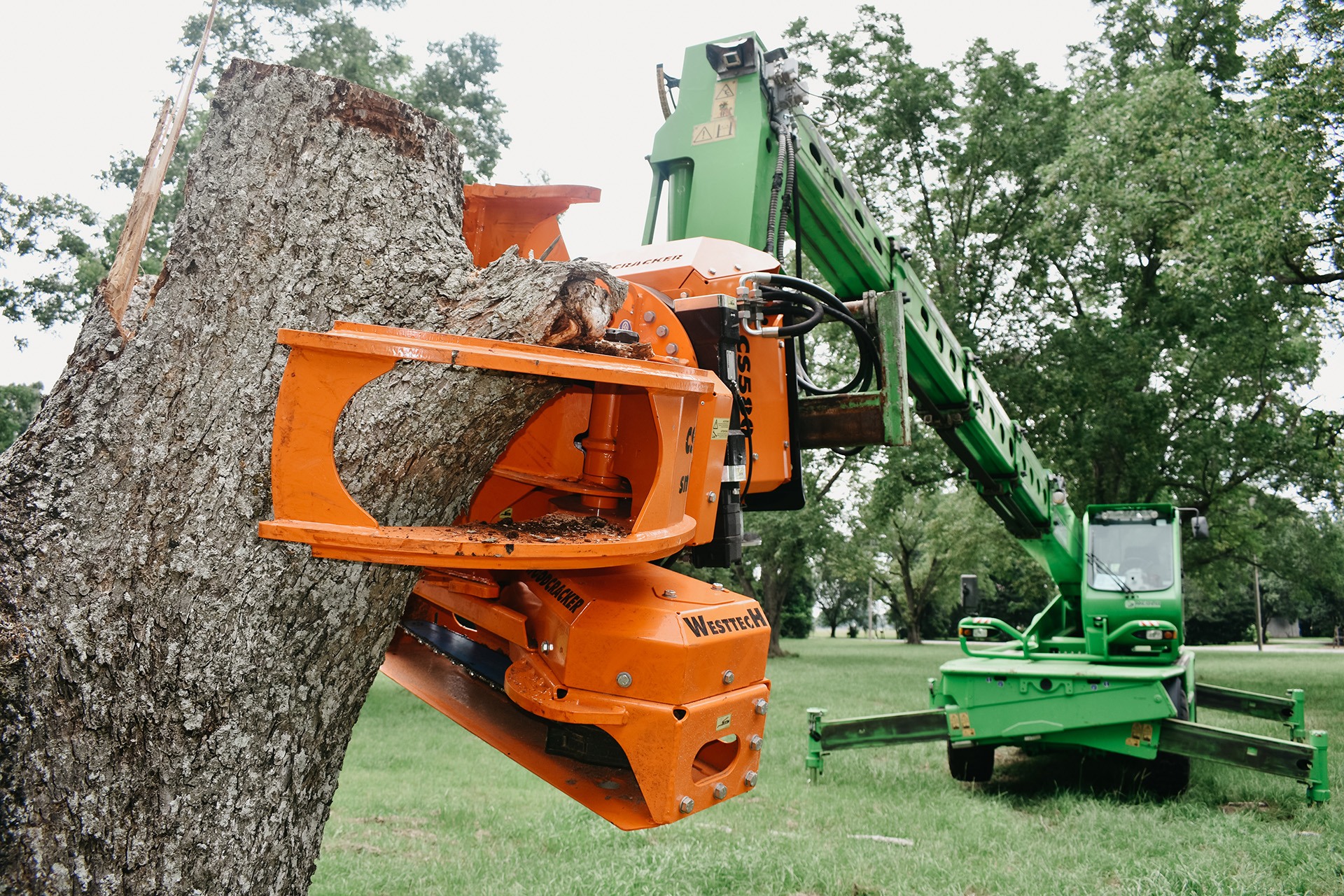The Importance of Professional Tree Removal for Property Health