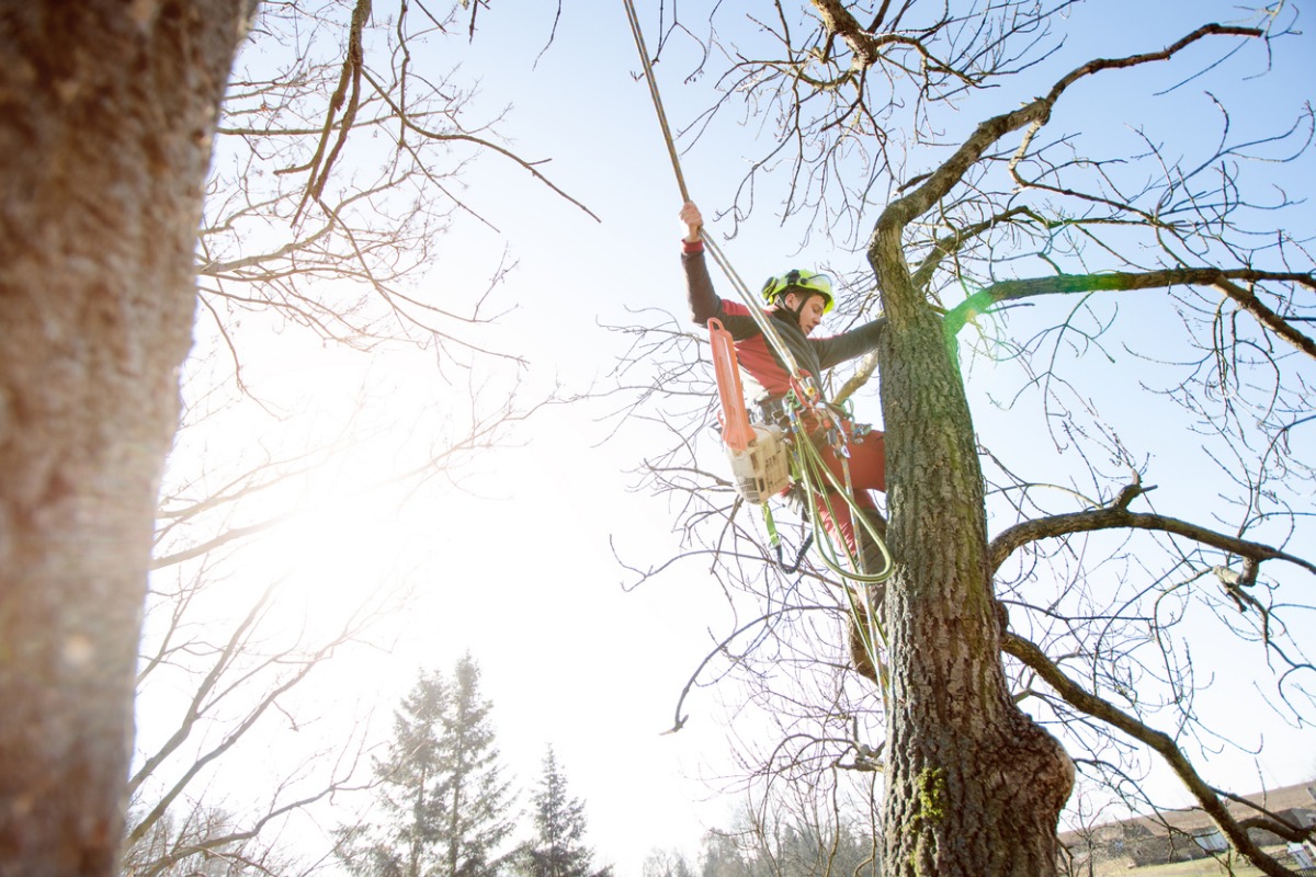 Tree Removal Murfreesboro 